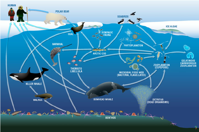 Food web ecology | Aquaculture Ghent University pelagic zone diagram 